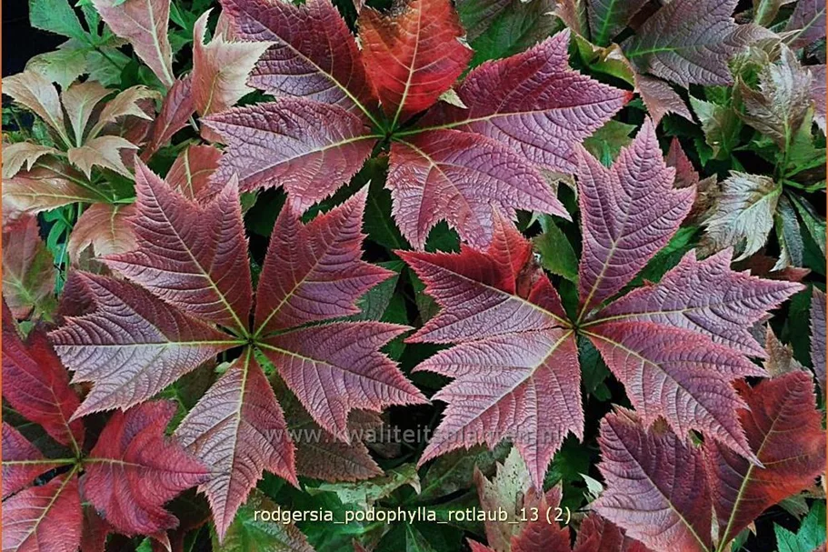 Rodgersia podophylla 'Rotlaub'