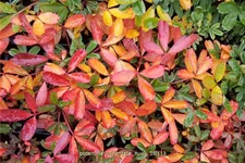 Potentilla tridentata 'Nuuk'