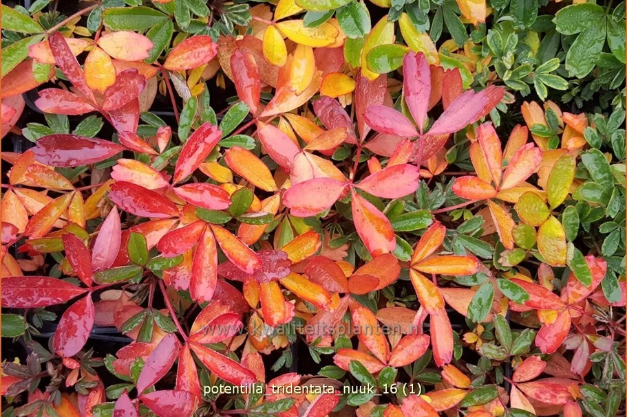 Potentilla tridentata 'Nuuk'