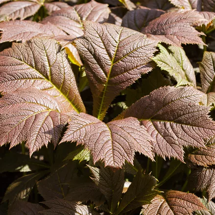 Rodgersia podophylla 'Rotlaub'