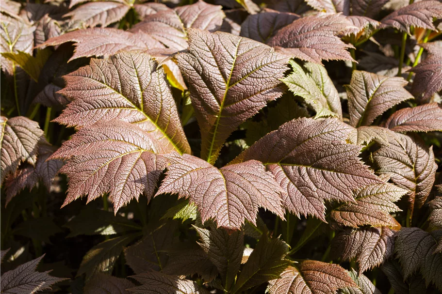 Rodgersia podophylla 'Rotlaub'