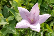 Platycodon grandiflorus 'Fuji Pink'