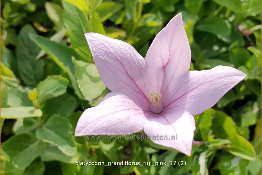 Platycodon grandiflorus 'Fuji Pink'