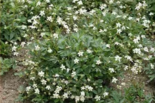 Potentilla tridentata 'Nuuk'