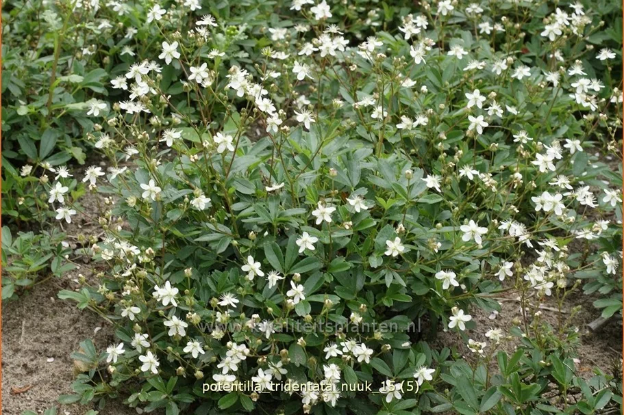 Potentilla tridentata 'Nuuk'