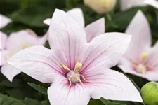 Platycodon grandiflorus 'Fuji Pink'