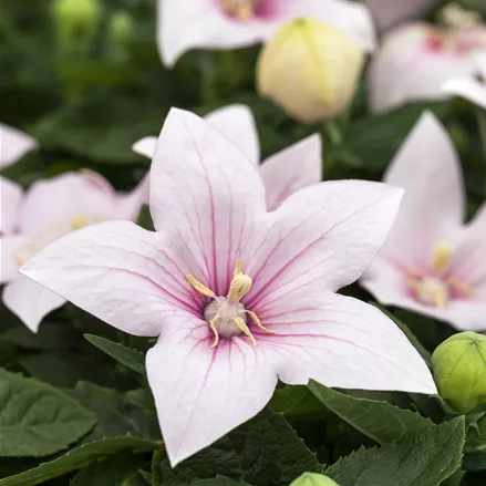 Platycodon grandiflorus 'Fuji Pink'