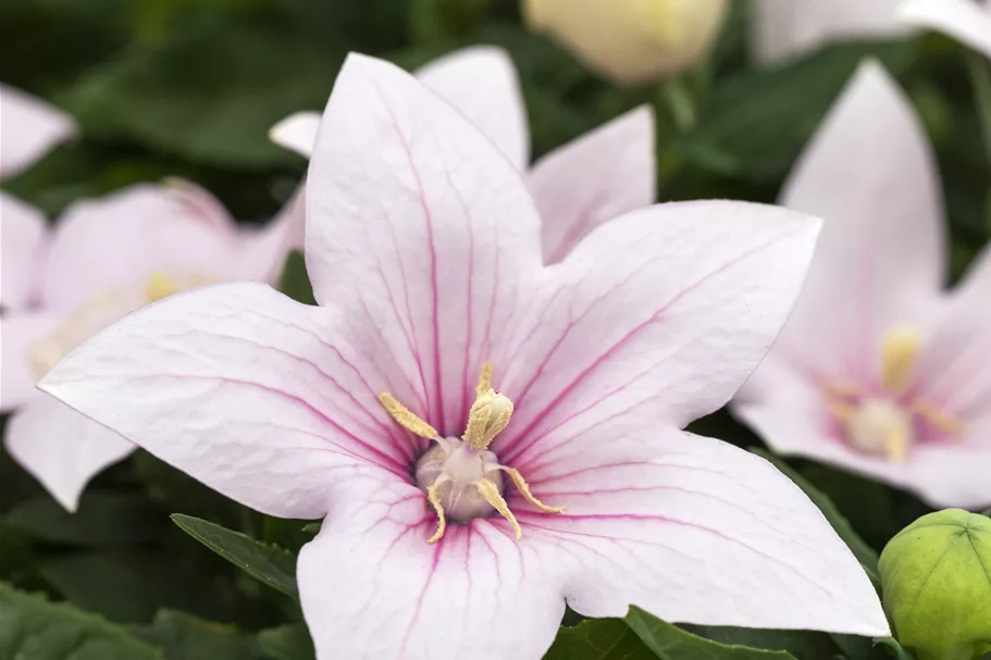 Platycodon grandiflorus 'Fuji Pink'