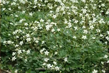 Potentilla tridentata 'Nuuk'