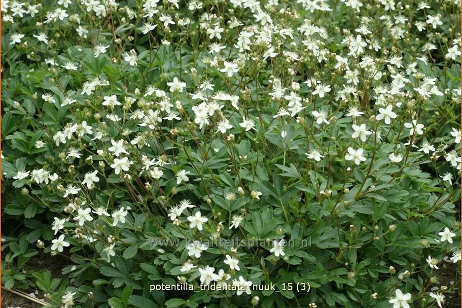 Potentilla tridentata 'Nuuk'