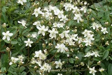 Potentilla tridentata 'Nuuk'