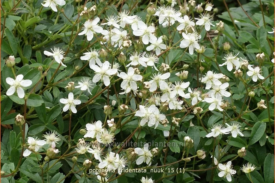 Potentilla tridentata 'Nuuk'