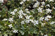 Potentilla tridentata 'Nuuk'