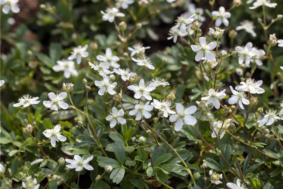 Potentilla tridentata 'Nuuk'