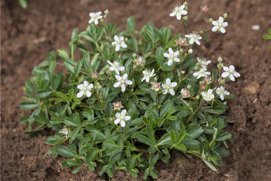 Potentilla tridentata 'Nuuk'