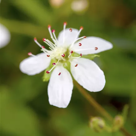 Potentilla tridentata 'Nuuk'