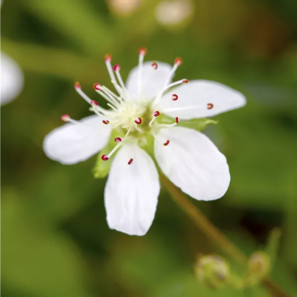 Potentilla tridentata 'Nuuk'