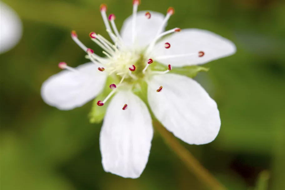 Potentilla tridentata 'Nuuk'