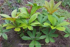 Rodgersia purdomii 'Joop Ploeger'