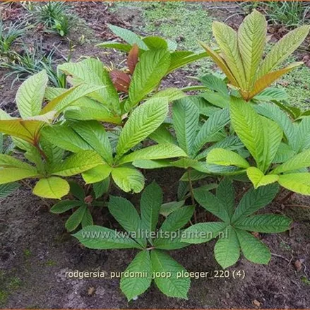Rodgersia purdomii 'Joop Ploeger'