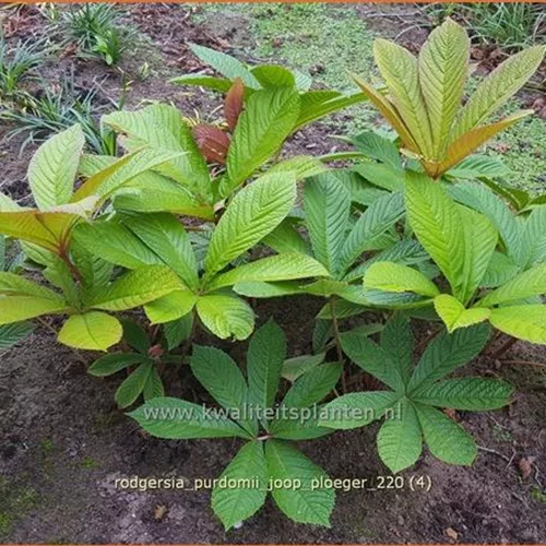 Rodgersia purdomii 'Joop Ploeger'