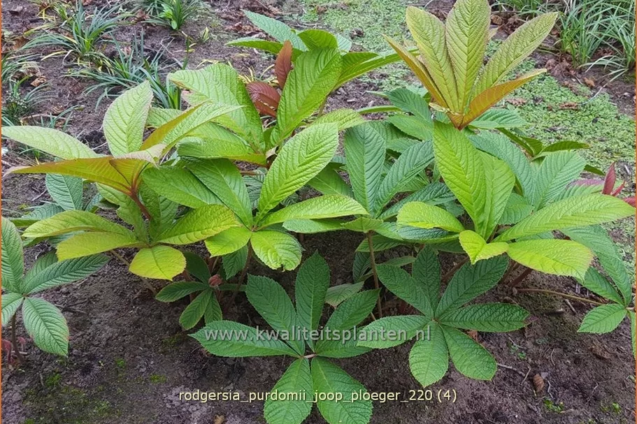 Rodgersia purdomii 'Joop Ploeger'