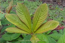 Rodgersia purdomii 'Joop Ploeger'
