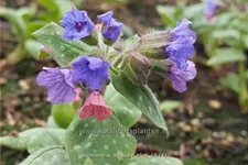 Pulmonaria 'Smokey Blue'