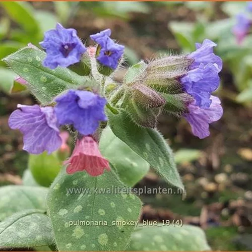 Pulmonaria 'Smokey Blue'