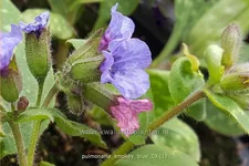 Pulmonaria 'Smokey Blue'