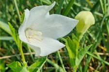 Platycodon grandiflorus 'Fuji White'