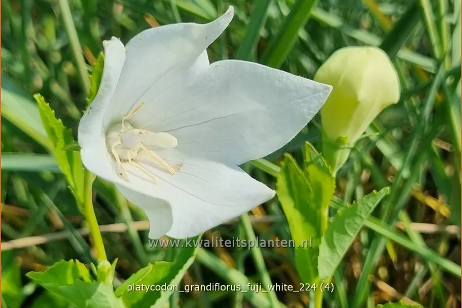 Platycodon grandiflorus 'Fuji White'