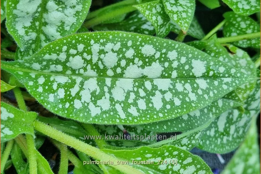 Pulmonaria saccharata 'Trevi Fountain'®