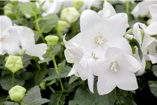 Platycodon grandiflorus 'Fuji White'