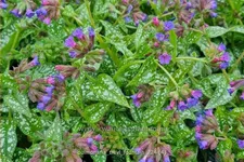 Pulmonaria saccharata 'Trevi Fountain'®