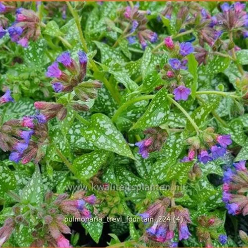 Pulmonaria saccharata 'Trevi Fountain'®