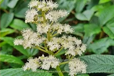 Rodgersia sambucifolia 'Rothaut'