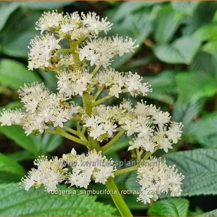 Rodgersia sambucifolia 'Rothaut'