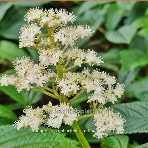 Rodgersia sambucifolia 'Rothaut'