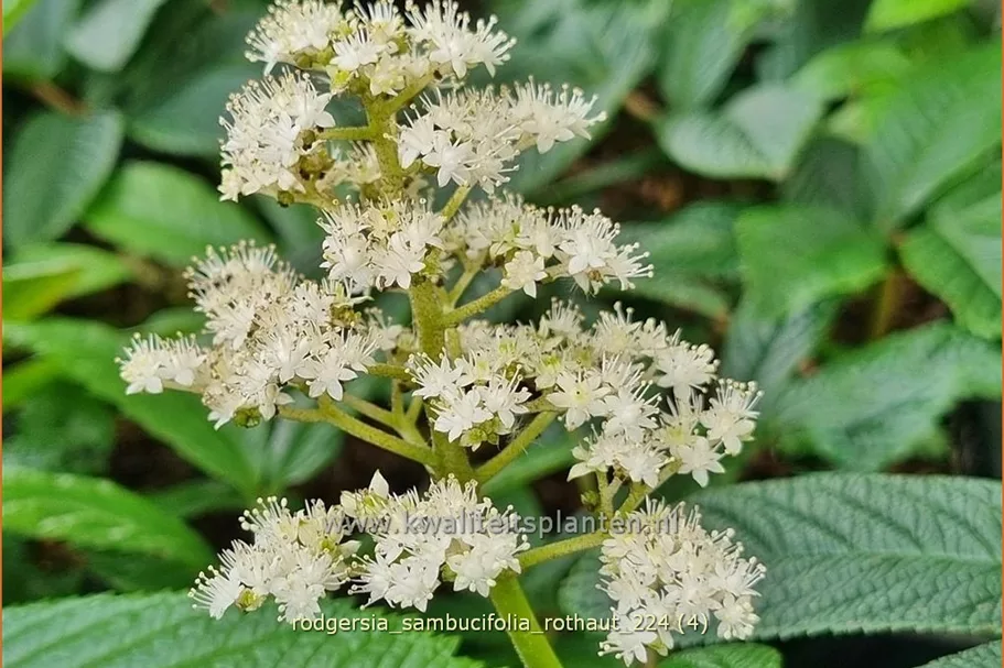 Rodgersia sambucifolia 'Rothaut'