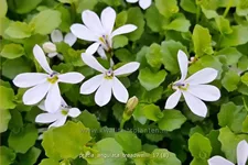 Pratia angulata 'Treadwellii'