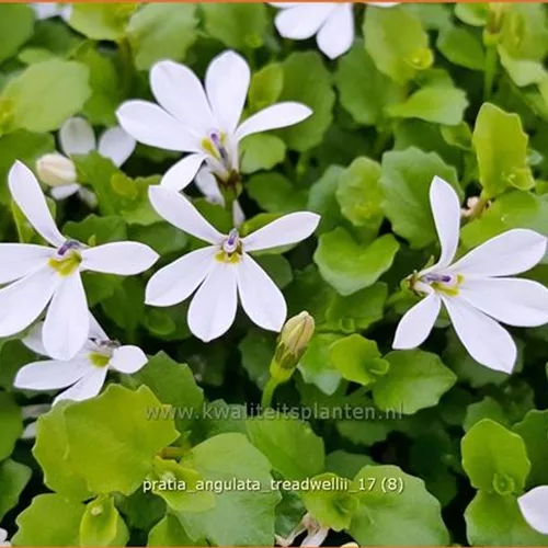 Pratia angulata 'Treadwellii'