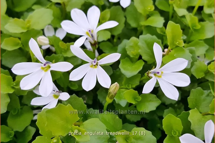 Pratia angulata 'Treadwellii'