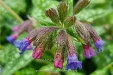 Pulmonaria saccharata 'Trevi Fountain'®