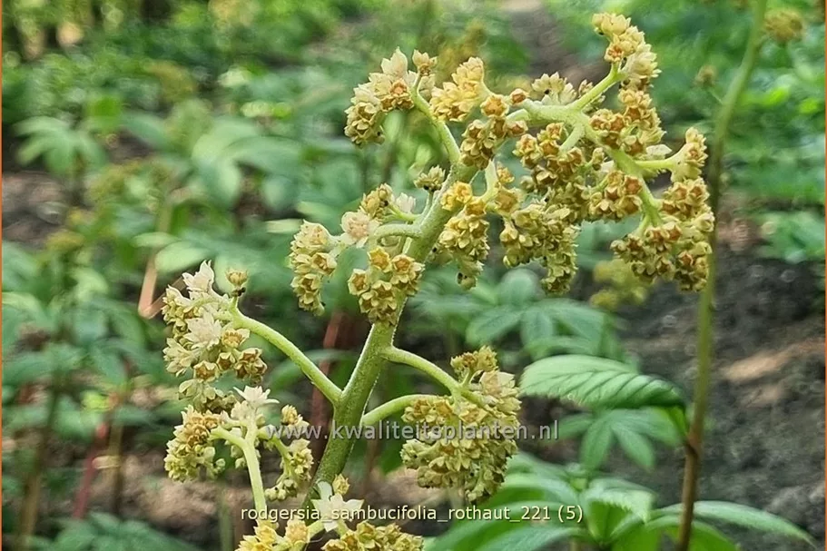 Rodgersia sambucifolia 'Rothaut'
