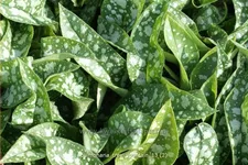Pulmonaria saccharata 'Trevi Fountain'®