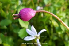 Pratia angulata 'Treadwellii'