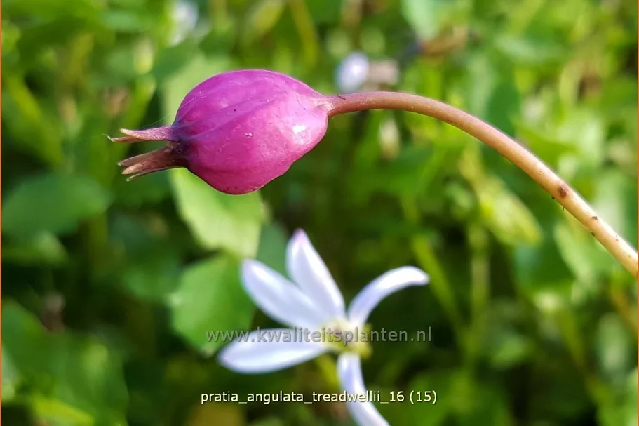 Pratia angulata 'Treadwellii'