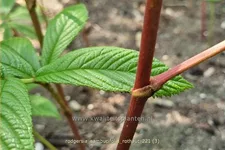 Rodgersia sambucifolia 'Rothaut'