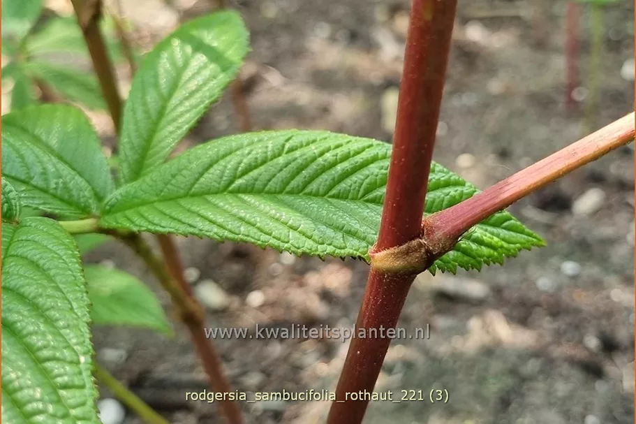 Rodgersia sambucifolia 'Rothaut'